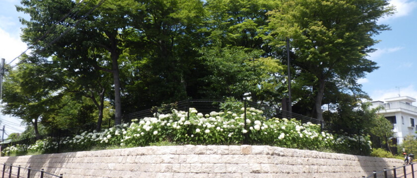 赤松ぼっくり庭園緑地（世田谷区） 2015年
