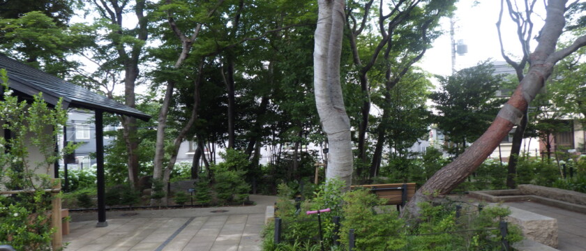 赤松ぼっくり庭園緑地（世田谷区） 2015年